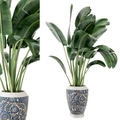 现代鹤望兰绿植盆栽